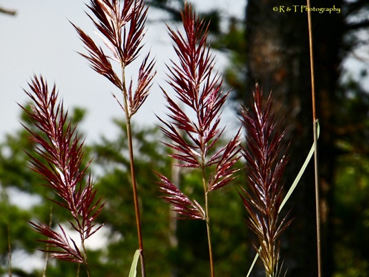 {Saccharum alopecuroides}